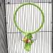 Congguan Bird Swing - Cotton Rope Ring for Budgies & Nymphicus | Bite-Resistant Hanging Toys - Buy Online on GoSupps.com
