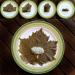 Hand-Picked Greek Vine Leaves - Soultanina Variety for Dolmades | 550gr Drained Weight (110 Leaves) - Buy Online on GoSupps.com