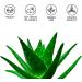 1000 ml Pure Aloe Vera Gel - DIY Face & Body Care Moisturizer | Hair Repair, After Sun Soothing Gel | 100% Natural | Fresh Canary Islands Aloe Vera - 1 l Pack - Buy Online on GoSupps.com