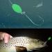 Orootl Glow Beads Fishing Saltwater - 100 Hard Plastic Light Beads | Green & White Oval EI Pearls Bait Fishing Tools - Buy Online on GoSupps.com