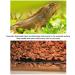 DesignerBox Reptile Heat Mat 35W Adjustable Under Tank Heater with Temperature Control Reptile Heat Pad for Reptiles Snake Lizard Turtle Gecko Spider Scorpion Frog Tortoise Plant Box (35W) - Buy Online on GoSupps.com