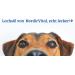 Buy Nordicvital Salmon Oil 5L Canister for Dogs Cats & Horses | 100% Premium Omega 3 6 & 9 Natural BARF Oil - Buy Online on GoSupps.com