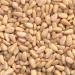 Fisher Pine Nuts 2 oz - Unsalted, Gluten-Free, Non-GMO, Vegan Friendly - Pack of 1 - Buy Online on GoSupps.com