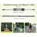 Pecute Hands-Free Dog Running Lead | Adjustable Belt with Pockets & Reflective Bungee | Durable 2 Handles | Ideal for Small to Medium Dogs | Grey-M - Buy Online on GoSupps.com