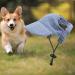 Shop Predolo Pet Sports Hat - Fashionable Dog Solar Hat with Ear Holes for Sun Protection | Blue L - Perfect Baseball Cap for Small Dogs - Buy Online on GoSupps.com