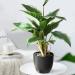 2 Bouquets Artificial Hostas 17.71in Tall Realistic Fake Dieffenbachia with 14 Leaves Low-Maintenance Indoor Aesthetic Artificial Greenery for Wedding Garden Home Office Decor Fake Plants - Buy Online on GoSupps.com
