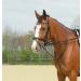 BUSSE Thiedemann combination warmblood black/fittings nickel-plated Warmblood black fittings: nickel-plated