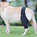 Dog Leg Brace Elbow Brace Protector Pads for Small Dogs and Cats Support Elbow Hygroma Shoulder Dysplasia Osteoarthritis Elbow Calluses and Shoulder Dislocation(XL) X-Large - Buy Online on GoSupps.com