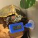 Frcolor Digital Reptile Hygrometer & Thermometer for Bartagame Tanks - Accurate Temperature Monitoring & Display | Sky Blue 10x3x1.5cm - Buy Online on GoSupps.com