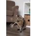 SmartyKat Catnip Mist & Bubbles for Cats - Engaging Play Stimulant | 0.6 oz - Buy Online on GoSupps.com