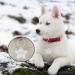 Personalized Engraved Dog Tags by Camal - Custom Stainless Steel Tags for Dogs & Cats | Heart Bone Round & More Shapes - Buy Online on GoSupps.com