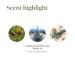 Grounding Essential Oil Blend | Empowering Aroma for Inner Strength | 5 ml by Young Living | Uplift & Ground Your Day - Buy Online on GoSupps.com