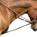 NEFTF Horse Reins Elastic Neck Stretcher - Adjustable Training Rope 9.8ft - Buy Online on GoSupps.com