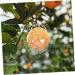 Toddmomy Vegetable Shaped Growth Fruit Reusable Forming Shaping Shaper Growth Clear to Play with Various - Buy Online on GoSupps.com
