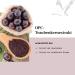 Buy OPC Grape Seed Extract 350 mg - 240 High-Dose Capsules - Additive-Free Lab Tested Made in Germany - Balanced Vitality for Improved Health - Buy Online on GoSupps.com