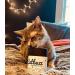 Pettobox Catbuzz Premium Organic Catnip | Freshly Grown by US Family Farmers | All-Natural, Eco-Friendly & Sustainable - Buy Online on GoSupps.com