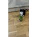 Catomwise Eco Cat Grass Kit x 2 | Organic Cat Grass Kit with PLA Bowls | Ideal for Indoor and Outdoor Cats - Buy Online on GoSupps.com