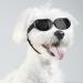 Pets sunglasses dog protective glasses black fashion waterproof windproof adjustable strap anti-UV for small medium dogs cats motorcycle outdoor activities