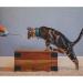 CAT SCHOOL Clicker Training Kit - 1 Cat Training Clicker 1 Target Stick 1 Step-by-Step Instruction Booklet - Clicker Tools for Cat Training Fist Bump Training Positive Behavior - Buy Online on GoSupps.com