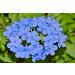 Cerato n 5 Fleur de Bach farmaflor 1 Flacon Comtpe Gouttes 10ml - Made in Italy - Buy Online on GoSupps.com