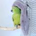 SGQCAR Corner Fleece Bird Blanket,Bird Blanket for Cage,Cozy for Birds,Parrot Cage Snuggle Hut Warm Bird Nest House Bed for Parrots,Small Conures, Lovebirds and Cockatiels L Large Gray