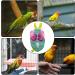 Bird Leash Fashion Soft Bird Diapers Flight Suite Pigeon Pants for Small Medium Birds Parakeets Parrot Cockatiel Bird Diapers for Parrots Bird Clothes Frifer - Buy Online on GoSupps.com