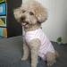 Dogs Recovery Suit Post Surgery Shirt | Wound Protective Clothes for Little Animals - Pink White Stripe (Size: Medium) - Buy Online on GoSupps.com