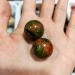 3 Natural Green red one Eye Spheres Stone JZIGTDEM - Buy Online on GoSupps.com