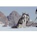 LASALINE Dog Harness for Pulling Sports - Canicross Bikejoring Skijoring & Sledding - Black Neon Orange XXL - Buy Online on GoSupps.com