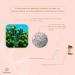 Biopeeling-Needle Light Soin Base de Bio-Micro-Aiguilles Peeling Exfoliant et R g n rant R duit Taches Pigmentaires Acn et Cicatrices Stimulation Collag ne Pack de 6 Soins - Buy Online on GoSupps.com