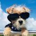 NAMSAN Dog Sunglasses - UV Protection & Waterproof Adjustable Glasses for Small Dogs & Cats - Black - Buy Online on GoSupps.com