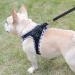 Doramio XXS Dog Harness & Leash for Small Dogs and Cats - Reflective Breathable Safety Harness - Step-In Design - Perfect for Small Breeds (Black) - Buy Online on GoSupps.com