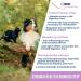 GIGI VET Instant Cat and Dog Diarrhea Treatment Suplement - 60 Tablets Natural Digestive Support and Fast Acting Accident Suspension for Small Size Dogs All Breeds and Ages - Buy Online on GoSupps.com