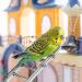 Kigeli 6 Pcs Step Ladder for Bird Bird Toys Ladder Hanging Bird Ladder Parrot Step Ladders Cage Hanging Bird Climbing Toys for Parakeets Parrots Cockatoo and Lovebirds (Stainless Steel 1 Size) Stainless Steel One Size - Buy Online on GoSupps.com