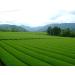 Buy Ceremonial Grade Premium Matcha Hoshino Tee Kyoko | Authentic Japanese Green Tea Powder | Hakuju - Buy Online on GoSupps.com