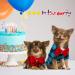 GINDOOR 2 Pack Plaid Dog Shirt with Bow Tie Combo for Small, Medium, Large Dogs and Cats - Cute Boy Dog Clothes for Birthday Party and Holiday Photos - Buy Online on GoSupps.com