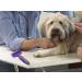 Hertzko Pet Dematting Tool - Removes Undercoat Mats and Tangled Hair - Great Grooming Comb for Dogs and Cats (Purple) - Buy Online on GoSupps.com
