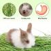 Grass mat for Rabbit Bunny Sangle Sopffy 6 Pcs Rabbit Hay Mat Small Animal Cages Hay Mat Rabbit Grass Mat Nesting and Toys for Guinea Pig Parrot Rabbit Bunny Hamster Chinchilla Squirrel Grass rabbit mat 6pcs - Buy Online on GoSupps.com