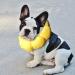 Adjustable IOSPKKIO SCNORCHRAUSE Cat Collar - Soft Sunflower Recovery Cone for Cats & Small Dogs After Surgery - Buy Online on GoSupps.com