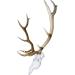 Mountain Mike's Reproductions Skull Master Universal White - Premium Deer Skull Mount - Buy Online on GoSupps.com