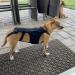 Breathable Dog Back Brace - Pets Back Protector Soft Back Bracers - Back Protector Helps Injury Recovery and Rehabilitation S//L Fovolat Black Medium - Buy Online on GoSupps.com