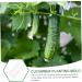 Milisten 15 Pcs Vegetable Shaping Mold Watermelon Forming Machine - Buy Online on GoSupps.com