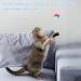 30-Piece Rainbow Tissue Balls for Cats | Soft Plush & Fluffy Kitten Puff Balls | Colorful 3.1 cm Christmas Cat Toys - Buy Online on GoSupps.com