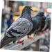 BESPORTBLE 400 Pcs Pigeon Foot Ring Chicken Saddle Birds Bird Training Tool Bird Clip on Leg Ring Pet Plastic 1X0.5cmx2pcs Colorfulx2pcs - Buy Online on GoSupps.com