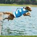 Wallpage Dog Swimming Vest - Adjustable Bathing Suit for Small to Large Dogs - M Size Blue | LifeSaver Pet Vest with Handle - Buy Online on GoSupps.com
