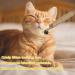FAST-FX 6 Pcs Natural Sticks Kitten Teething Toys Natural Cat Teeth Nip Cleaning Teeth Chew Catnip Chew Toys Natural Cat Chew Toys for Indoor Cat Teeth Cleaning Kitten Teething and Stress Release - Buy Online on GoSupps.com