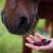 100% Natural Rose Hip Boots for Horses | High Vitamin C for Immune Support | Ideal Treat for All Horses | 500g Package - Buy Online on GoSupps.com