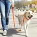 Tagme Personalized Reflective Dog Collar for Large Dogs - Embroidered with Name & Phone Number - Orange XL - Durable Nylon (1 Pack) - Buy Online on GoSupps.com