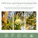 PHATOIL Australian Tea Tree Essential Oil 30ML - Premium Grade Pure Oil for Diffusers - Aromatherapy, Humidifier, Candle Making - 1 Pack - Buy Online on GoSupps.com
