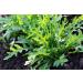 Arugula Seed 6 oz - Non GMO Sprouting Seeds for Microgreens, Juicing & Hydroponics - Country Creek Acres - Buy Online on GoSupps.com